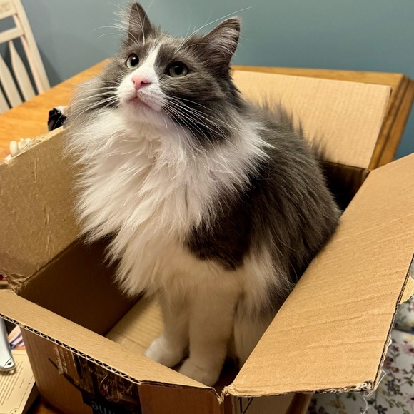 💚❤️Happy Holidays to all my wonderful supports and Posh Pals! See ya in 2026!💚❤️ - Picture 4 of 13